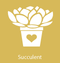 succulent